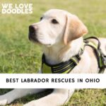Labrador Rescues in Ohio