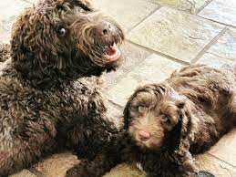 Lane's End Australian Labradoodles 