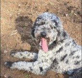 Laura's Hope Rescue Doodle Pennsylvania