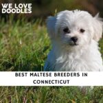 Maltese Breeders in Connecticut