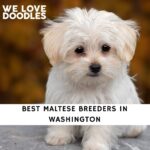 Maltese Breeders in Washington