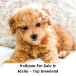 Maltipoo-For-Sale-In-Idaho-Top-Breeders-template