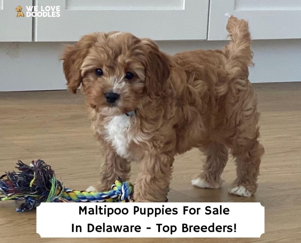 Maltipoo-Puppies-For-Sale-In-Delaware-Top-Breeders-template