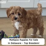 Maltipoo-Puppies-For-Sale-In-Delaware-Top-Breeders-template