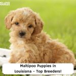 Maltipoo-Puppies-in-Louisiana-Top-Breeders-template