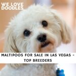 Maltipoos For Sale in Las Vegas