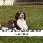 Mini Bernedoodle Breeders in Ontario