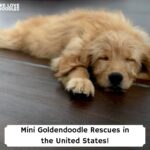 Mini-Goldendoodle-Rescues-in-the-United-States-template