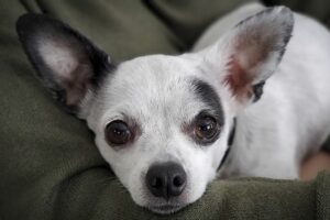 More Information About Chihuahuas From Wisconsin