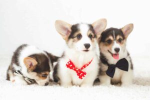 How to Choose a Corgi Breeder in Connecticut