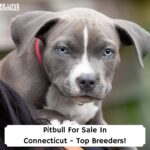 Pitbull-For-Sale-In-Connecticut-Top-Breeders-template