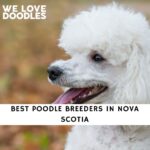 Poodle Breeders in Nova Scotia