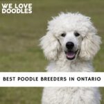Poodle Breeders in Ontario