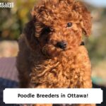 Poodle-Breeders-in-Ottawa-template