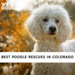 Poodle Rescues in Colorado