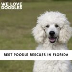 Poodle Rescues in Florida