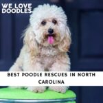 Poodle Rescues in North Carolina