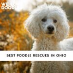Poodle Rescues in Ohio