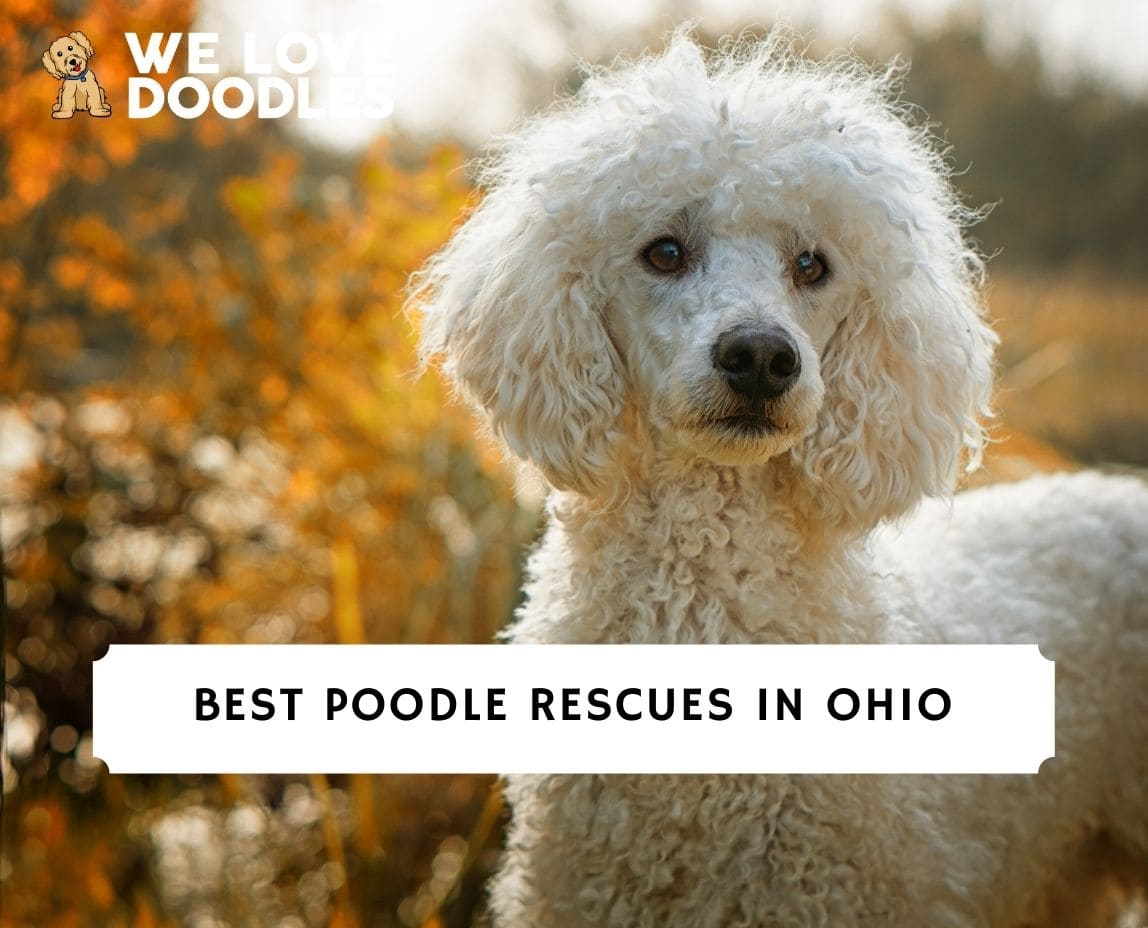 6 Best Poodle Rescues In Ohio 2024