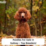 Poodles-For-Sale-in-Sydney-Top-Breeders-template