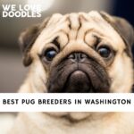 Pug Breeders in Washington