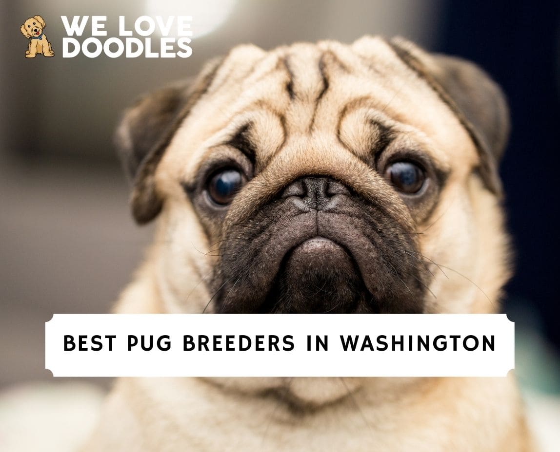 6 Best Pug Breeders in Washington! (2023) - We Love Doodles