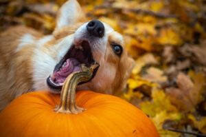 how much pumpkin do i give my dog for diarrhea