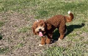 Puppy Perfectionist