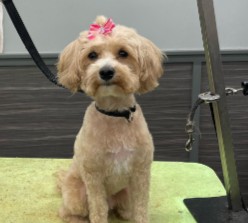 PuppySpot's Maltipoos For Delaware