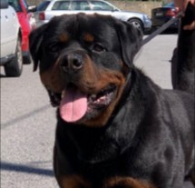 PuppySpot's Rottweilers For New Hampshire
