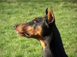 Ravensown dobermans hot sale