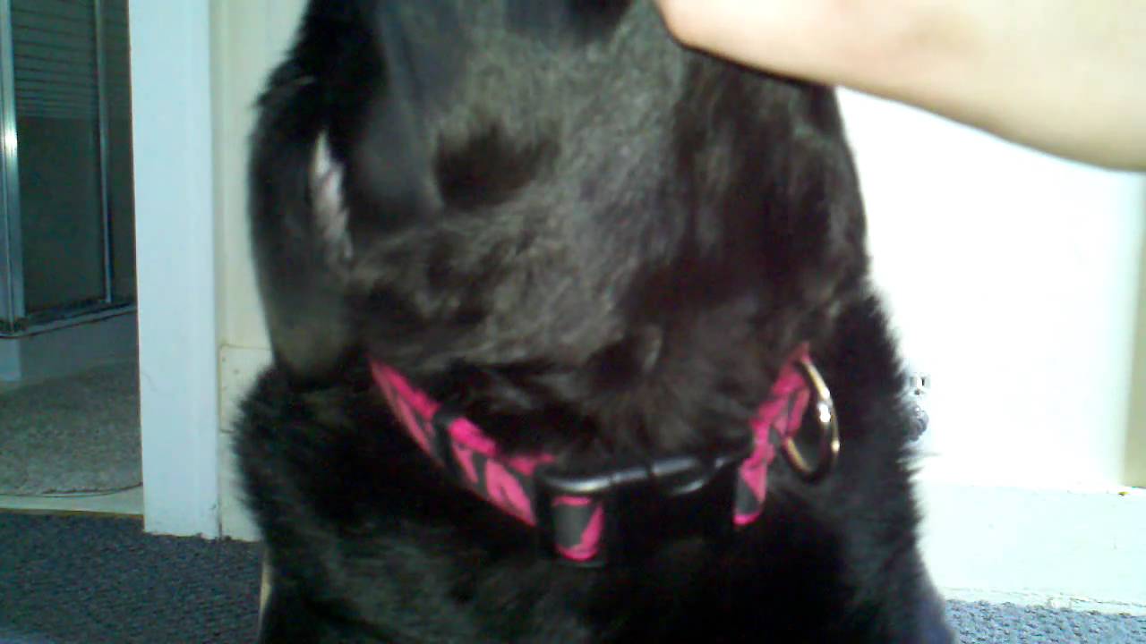 How Much Robitussin for Dogs? We Love Doodles