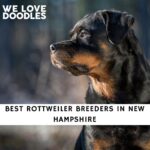 Rottweiler Breeders in New Hampshire