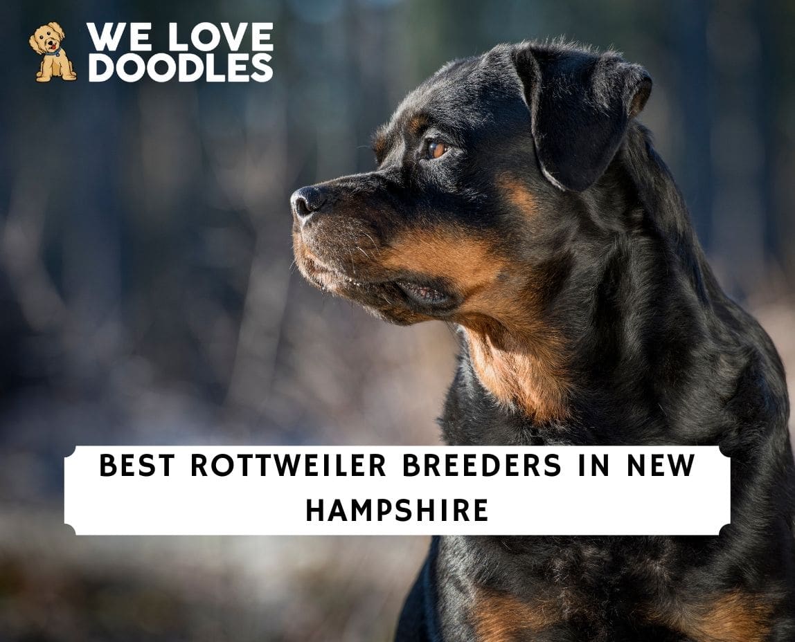 Rottweiler Breeders in New Hampshire