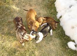 Sage Hill Dachshunds