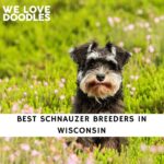 Schnauzer Breeders in Wisconsin