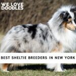 Sheltie Breeders in New York