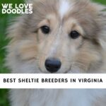 Sheltie Breeders in Virginia