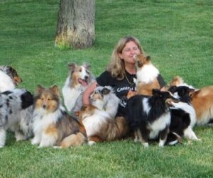 Conclusion For "Sheltie Puppies in Arizona For Sale"