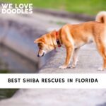 Shiba Rescues in Florida