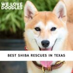Shiba Rescues in Texas