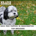 Shih Poo Puppies in Washington