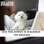 Shih Poo Puppies in Wisconsin
