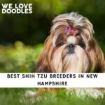 Shih Tzu Breeders in New Hampshire