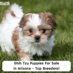 Shih-Tzu-Puppies-For-Sale-in-Arizona-Top-Breeders-template