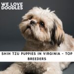 Shih Tzu Puppies in Virginia