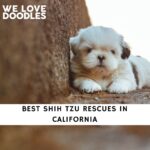 Shih Tzu Rescues in California