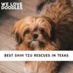 Shih Tzu Rescues in Texas