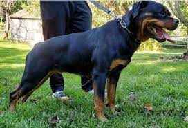 Starkhaus Rottweilers