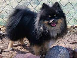 Tate’s Pomeranians AZ